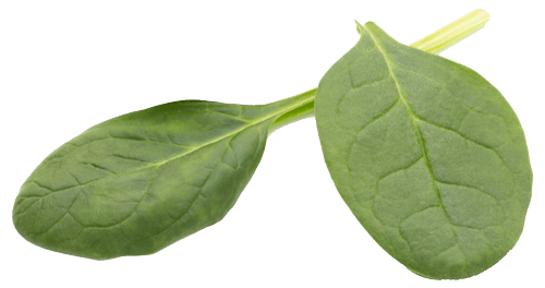 spinach-on-the-isolated-white